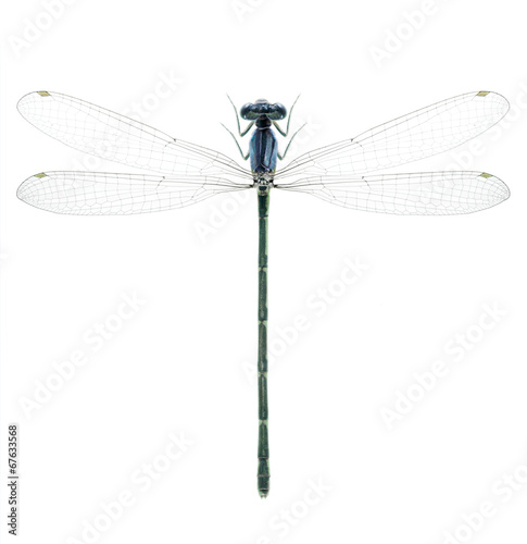 Dragonfly Enallagma cyathigerum (female)
