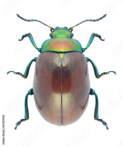 Beetle Chrysolina polita