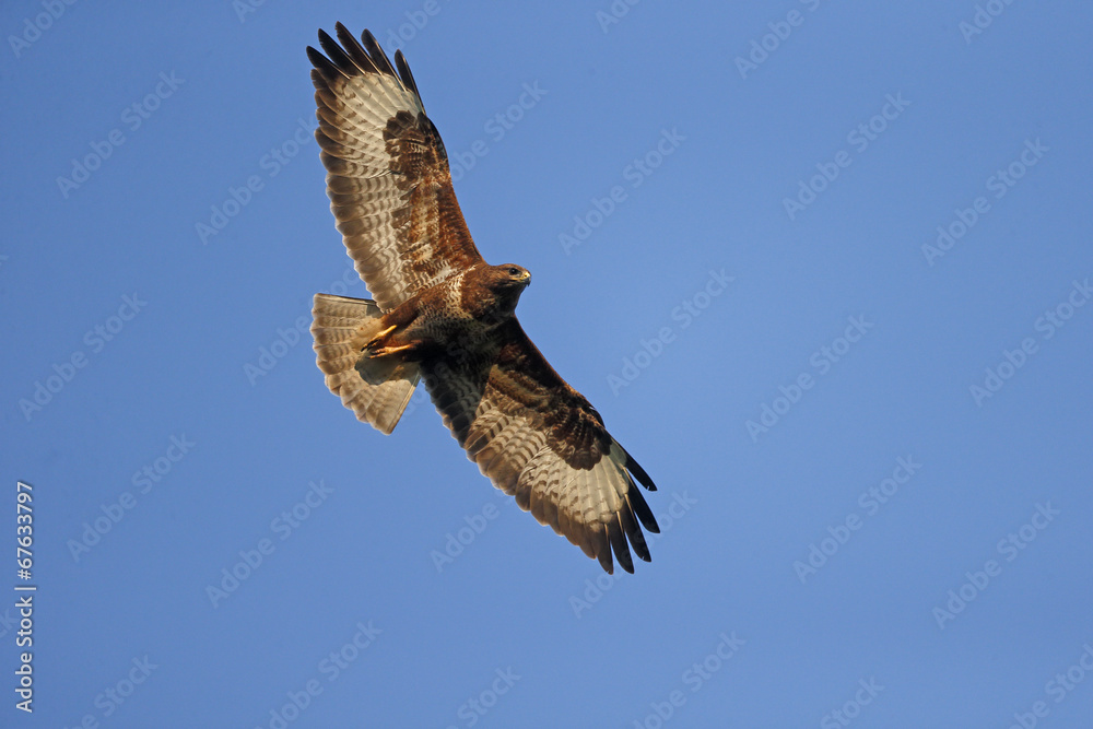 Naklejka premium Common buzzard, Buteo buteo