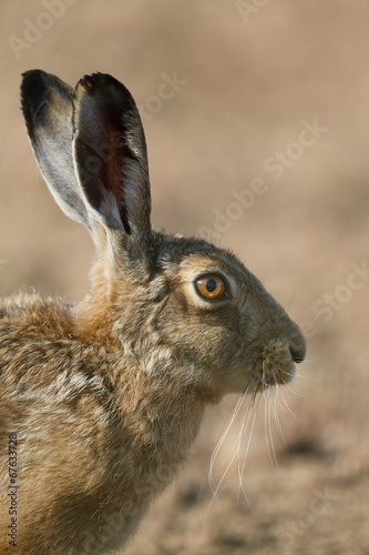 Brown hare, Lepus europaeus © Erni