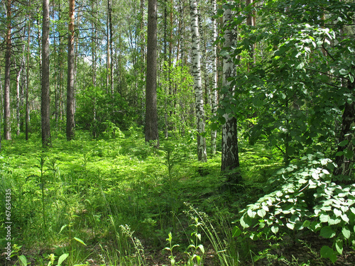 Mixed forest. Summer landscape