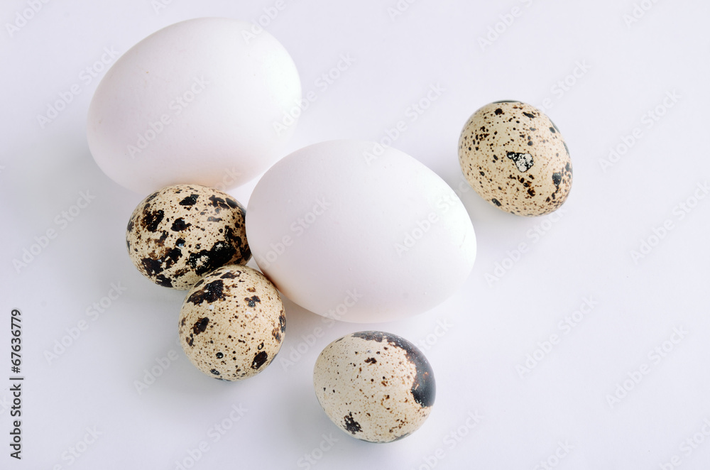 quail and white eggs on the light background