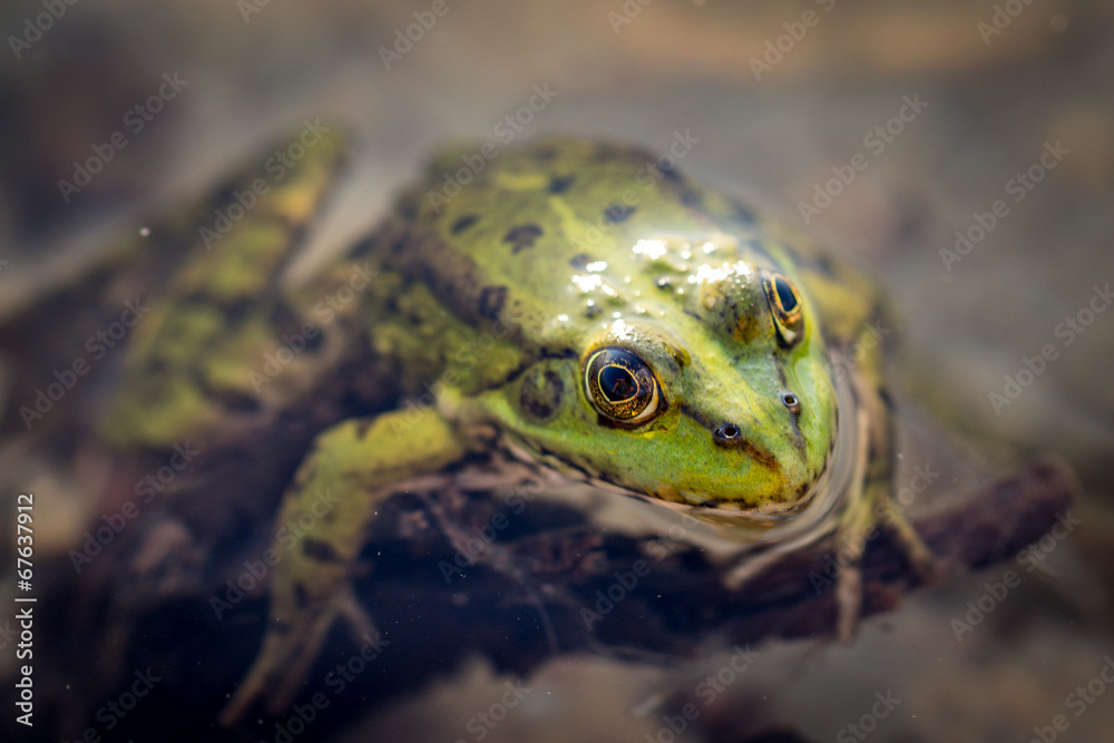 Fototapeta premium Frog in the water