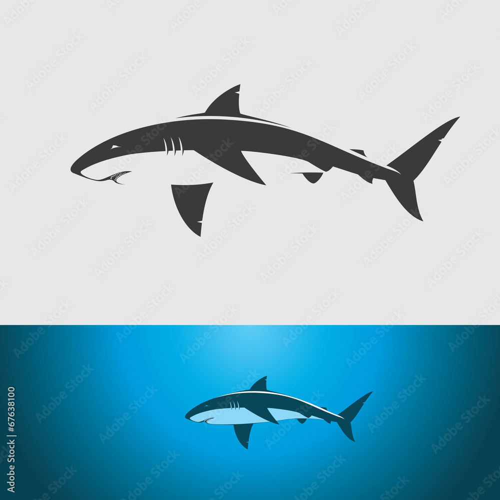 Fototapeta premium shark