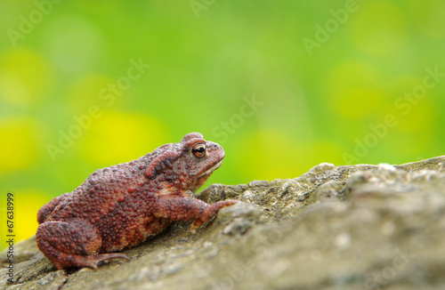 Toad frog