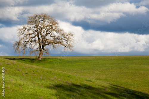 Albero nel prato