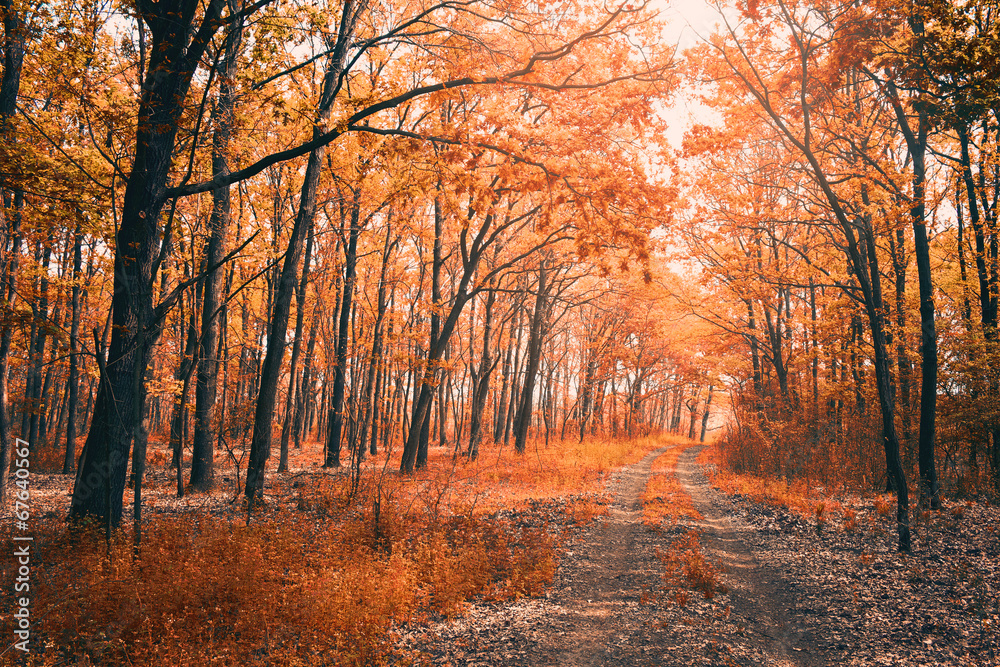 Forest road