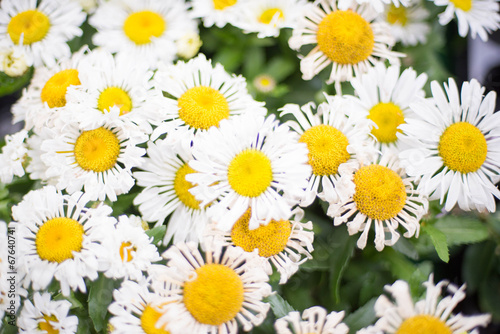 The daisies