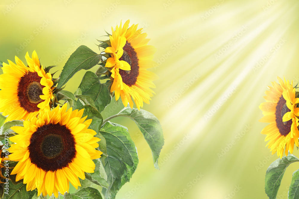 Obraz premium background with sunflowers