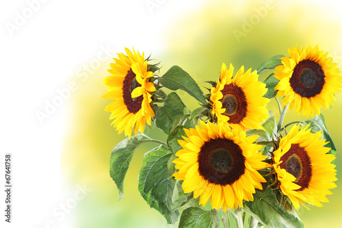 Fototapeta Naklejka Na Ścianę i Meble -  background with sunflowers