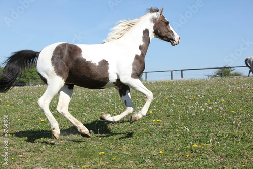 Beautiful pony running in summer