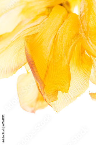 Fototapeta Naklejka Na Ścianę i Meble -  tulip