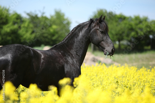 Gorgeous black friesian horse in colza field