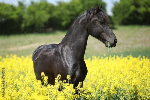 Gorgeous black friesian horse in colza field