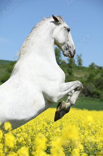 Fototapeta Naklejka Na Ścianę i Meble -  Amazing white lipizzaner prancing in spring