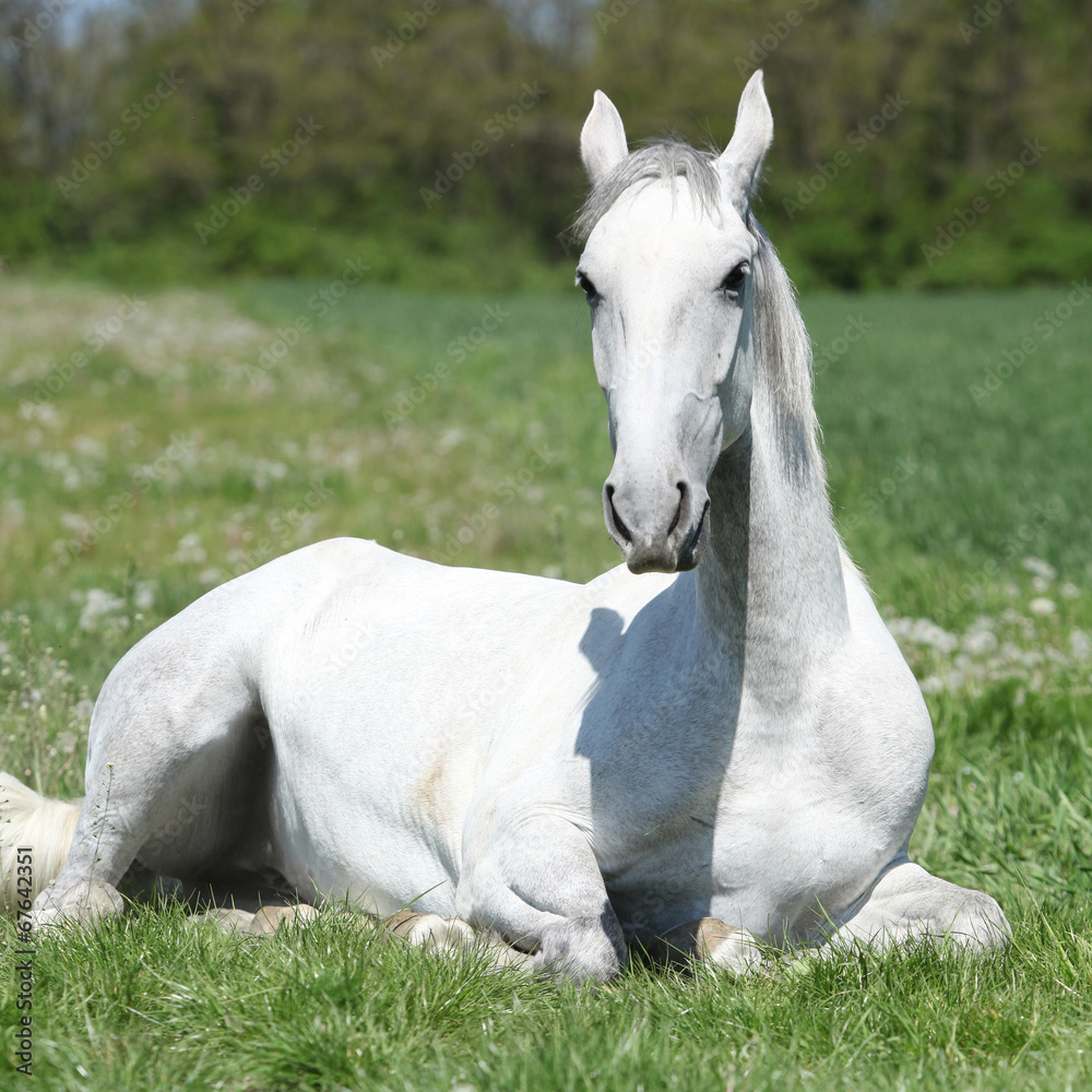 Obraz premium White lying horse