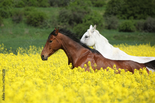 Fototapeta Naklejka Na Ścianę i Meble -  Beautifull brown and white horses running in yellow flowers