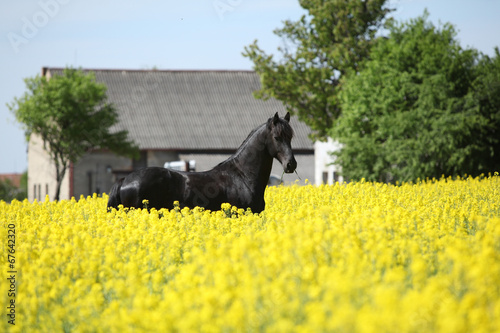 Fototapeta Naklejka Na Ścianę i Meble -  Gorgeous black friesian horse in colza field