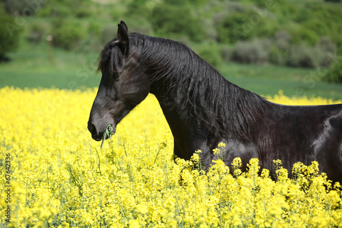 Amazing friesian horse running in colza field