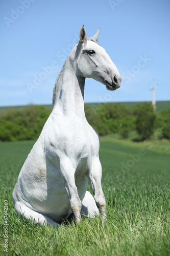 Amazing sitting horse in nature