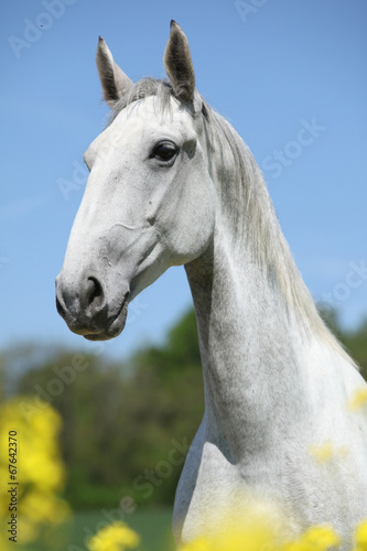 Gorgeous white lipizzaner with yellow flowers