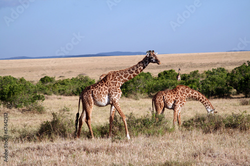 Girafes Masaï