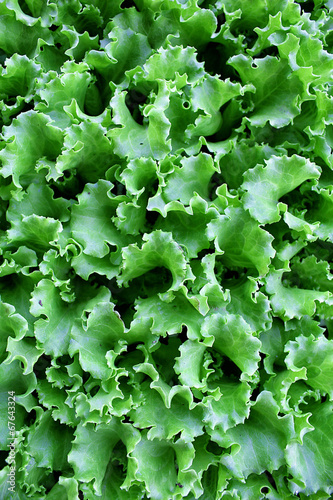 Background salad