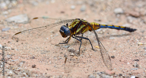blue yellow dragonfly standing on ground ; selective focus at e