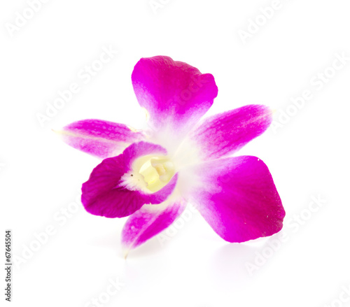 Purple orchid flower isolated white background