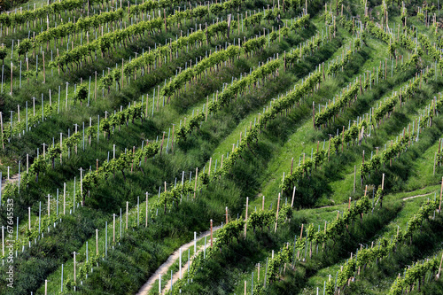 Rows of vines in the hills of Prosecco in Valdobbiadene, Italy