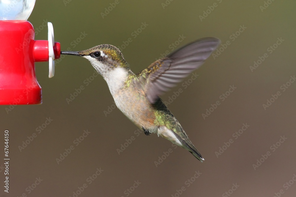 Fototapeta premium Female Ruby-throated Hummingbird (archilochus colubris)