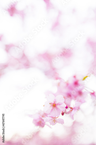 河津桜 © Yoshihiro