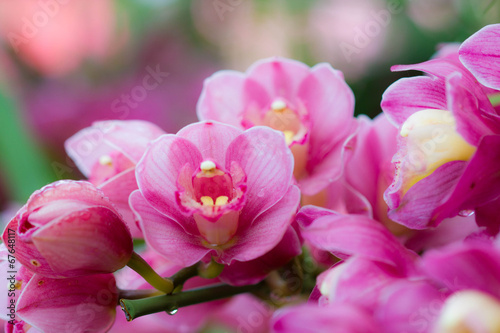 Beautiful pink orchid flowers © nawin