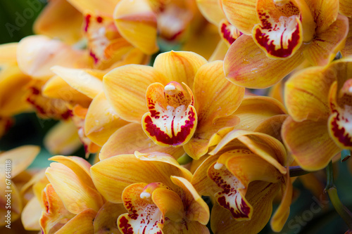 Fototapeta Naklejka Na Ścianę i Meble -  Beautiful yellow orchid flowers
