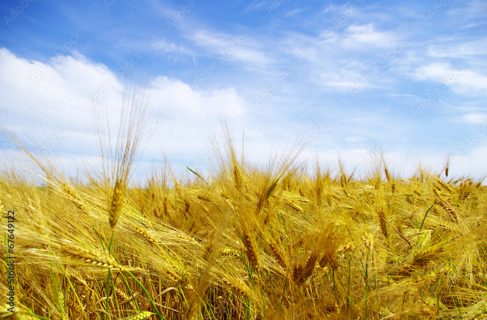 Fototapeta premium wheats