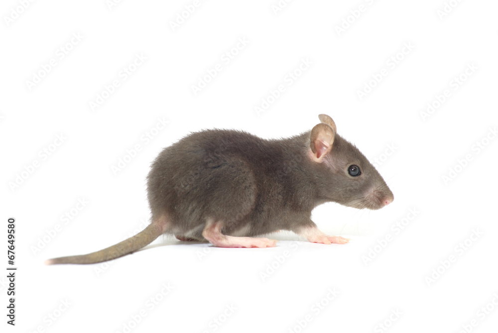 rat rat