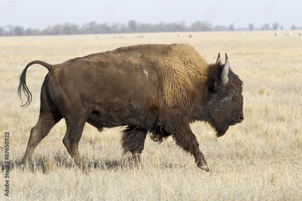 North American bison male who goes by the Ukrainian steppes