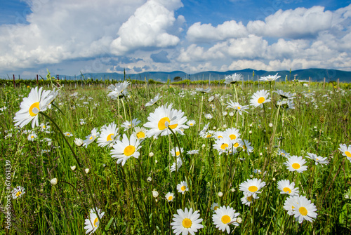Entspannung pur  Blumenwiese in der Pfalz   