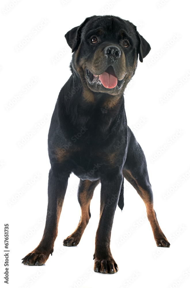 Obraz premium rottweiler