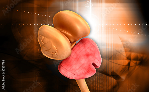 Принти на полотні Thalamus Spinal cord and Cerebellum
