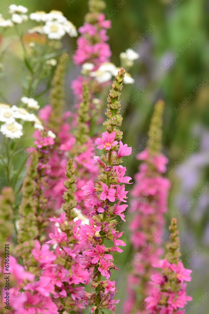 Fototapeta premium Garten 219