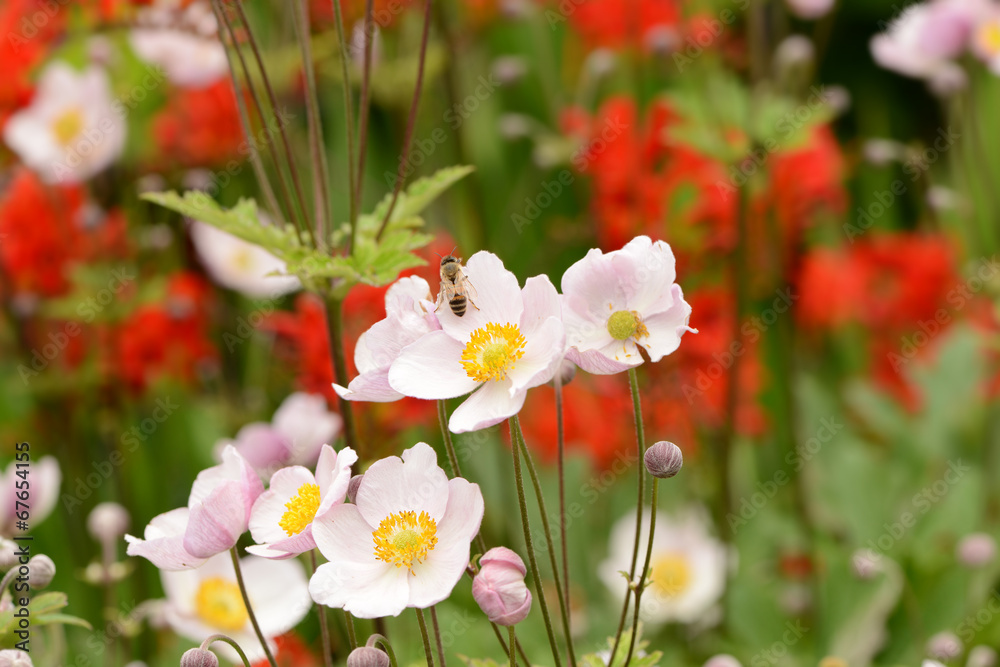 Garten 227 Garten 227