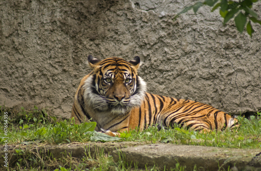 Fototapeta premium tygrys