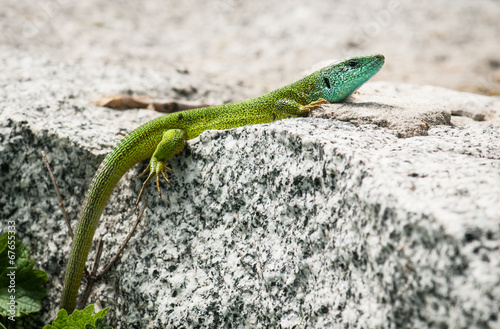 European green lizard
