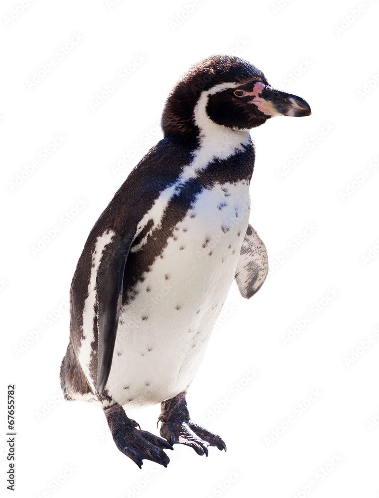 Obraz premium Humboldt penguin over white