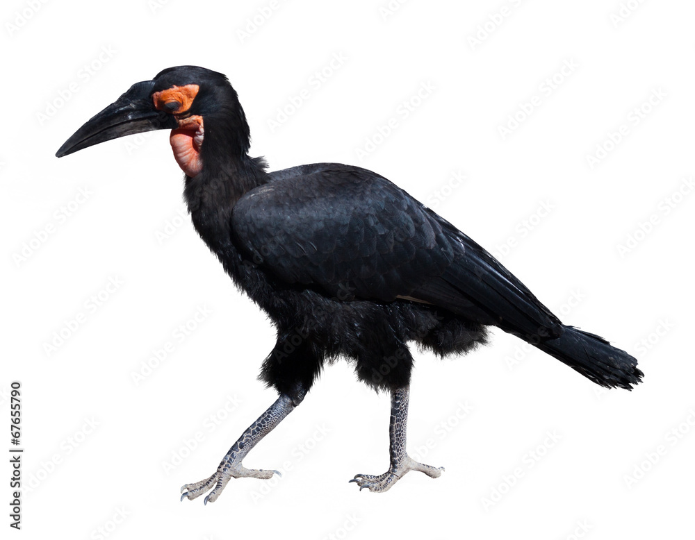 Fototapeta premium Ground Hornbill. Isolated over white