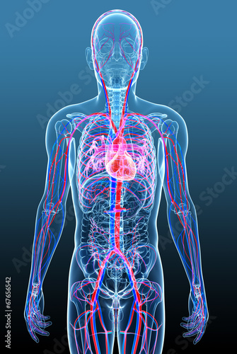 Male circulatory system