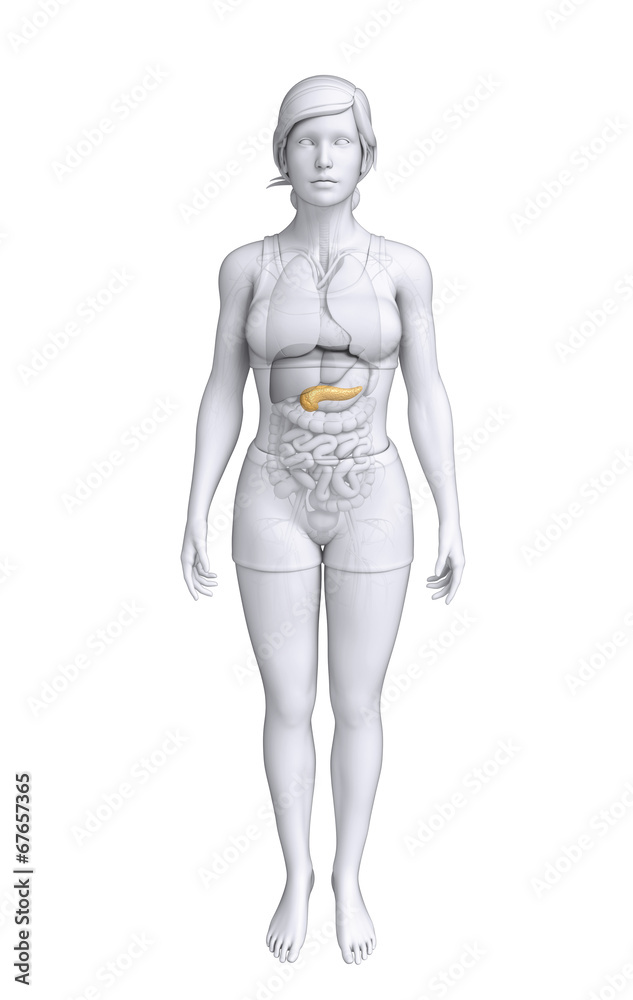 Female pancreas anatomy