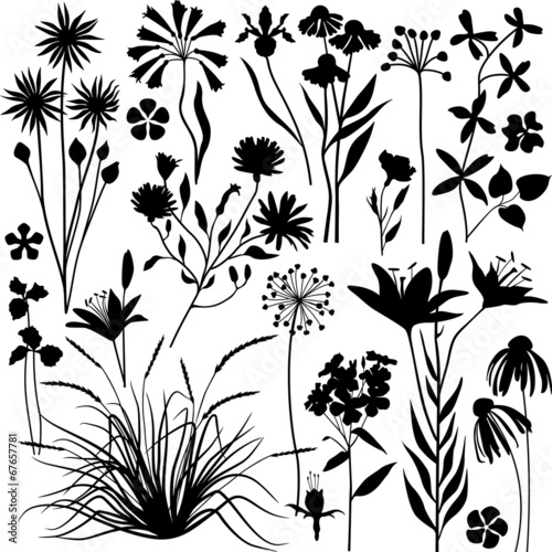Plants and flowers set