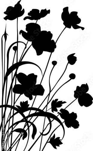Poppies